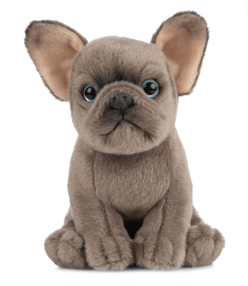 French Bulldog Puppy